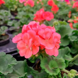 OPG Matea Ivček pelargonija stajaća